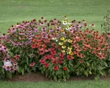 Kwitnące rabaty echinacea w różnych kolorach, od różu po pomarańcz i żółć. Udana echinacea uprawa na tle zielonego trawnika.